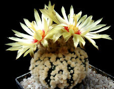 Blumengarten > cv. H A N A Z O N O  Super Kabuto 30 Korn  Astrophytum Kakteen Ar