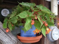Begonia sutherlandii, je mindestens 10 Brutknöllchen, Begonia papaya, Caudex