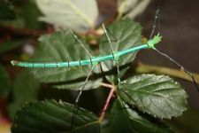 30 oeufs de phasmes Myronides sp "Sulawesi"