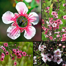 250+ Samen Südsee-Myrte - Leptospermum scoparium  - Teebaum - Manuka seeds