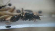 Live Queen ant Messor barbarus Harvestor ant Black head (starter kit)