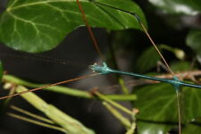 RAMULUS NEMATODES - 10 Huevos / Eggs - Stick insect / Insecto palo, Fásmidos