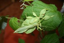 PHYLLIUM PHILIPPINICUM - 10 Huevos/ Eggs - Stick insect / Insecto hoja, Fásmidos
