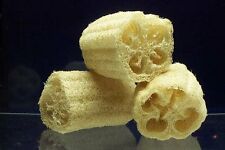 8 graines LOOFAH éponge végétale(Luffa Cylindrica)B353 SEEDS SAMEN SEMILLA SEMI