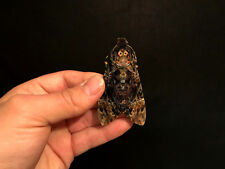 Acherontia lachesis des Phiippines Entomologie Papillon Insecte Collection