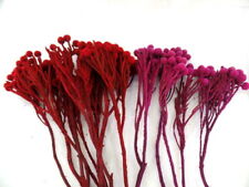 Trockenblumen Brunia 15 Stück 2 Farben Rot + Pink Erika gefärbt Dekoration