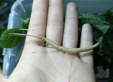 CARAUSIUS MOROSUS - 30 Huevos / Eggs - Stick insect / Insecto palo, Fásmidos