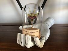 Cabinet de curiosités Oddities Globe insecte mante Creobroter gemmatus!!