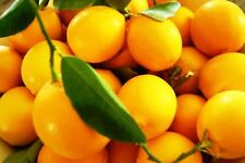Huile Essentielle ORANGE Douce 10ml pure naturelle