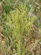 1200++ Samen Seeds Artemisia annua - Einjähriger Beifuß , Quing Hao 