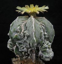 cv. FUKURIYOU 2x30 Korn myriostigma Astrophytum Samen Kaktus Kakteen Ariocarpus