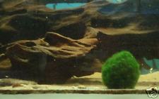 ANGEBOT!!   10 Mooskugeln ( Cladophora ) 2 - 4 cm f Aquarium!!!