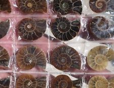 LOT 20 demi AMMONITES CLEONICERAS fossile Madagascar Revendeur mineraux pierre