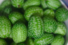 15 Samen Mexikanische Mini Gurken Melothria scabra Wassermelonen-Gurke Cucamelon