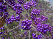20 Samen Callicarpa giraldii - Chinesische schönfrucht, Liebesperlenstrauch 