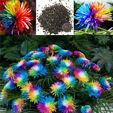 20pcs arc en ciel Chrysanthème Fleur Des graines Rare Couleur Accueil Jardin DIY