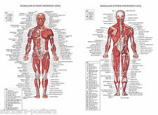 HUMAN MUSCULAR SYSTEM EDUCATION ANATOMY MUSCLE BICEPS POSTER PRINT LAMINATED