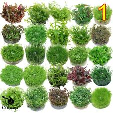 Live Aquarium Plants In Vitro - Aquatic Tropical Fish Aquascaping Carpet InVitro