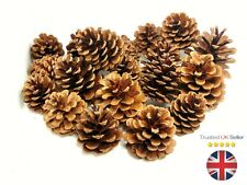 Natural Pine Cones 4cm-8cm Size Quality Pinecone Florists Crafts Decorative ML