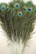 PEACOCK TAIL FEATHERS Feather NATURAL 15-25cm LONG Garden Decoration Genuine UK