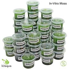 In Vitro Moss - Live Aquarium Plant for Fish Shrimp Tank Nano Scape Co2 InVitro
