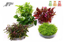 Live Aquarium Plants - In Vitro - 120 Species - Aquascaping - Invitro - Fish