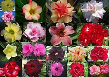 20 - 50 Gemischte Samen  Adenium Obesum - Wüstenrose