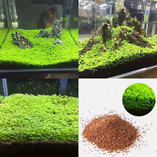 Aquarium plante aquatique Double battant eau plantes graines Fish Tank Decor