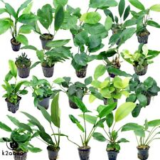 Anubias 30 species Live Aquarium Plants Tropical Fish Tank Aquascape Tank Co2 EU