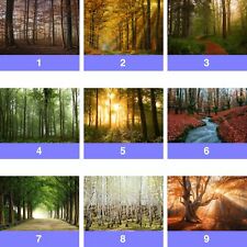 Forest Trees Nature Wall Mural Photo Wallpaper FW-WM