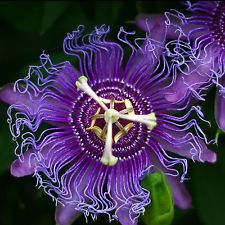 10 bis 100 Samen Passiflora incarnata - Passionsblume - essbar - Maypop - Ranker