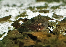 Triops Cancriformis Germany Zuchtansatz Urzeitkrebse Eier im Sand-Gemisch