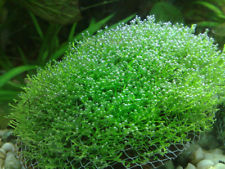 Riccia Fluitan On Mesh Floating Crystalwort Aquarium Plants Tropical Shrimps