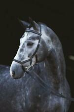 HORSEWARE Rambo Micklem Competition Bridle Trense Zaum LPO UVP 172,90€ pferdo24