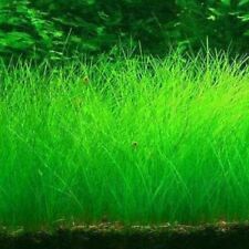 aquarium Mini SIMILAIRE premier plan Tapis QATER plantes graines Aquarium Décor