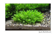 Live Aquarium Plants / Moss on Mesh /Easy/ EU Grown / High Quality / All Species
